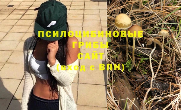стаф Аркадак